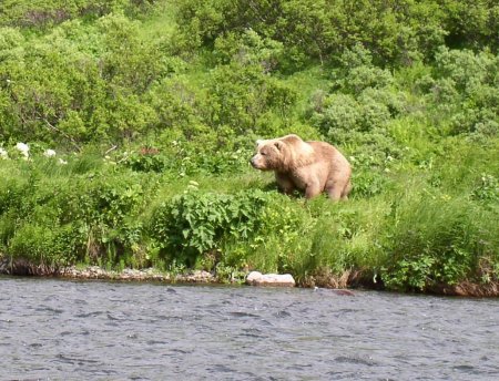 Brown bear on Karluck River