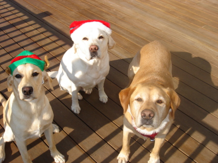 christmas hounds