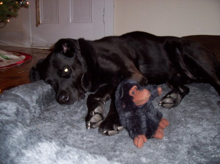 Ranger settling in for the night with his gorilla buddy
