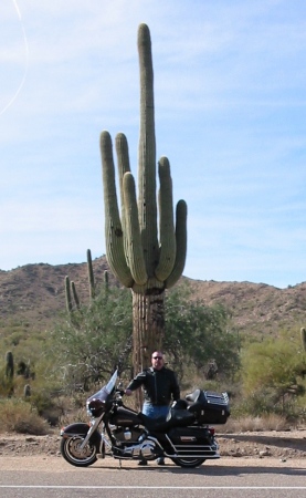 Arizona Cactus