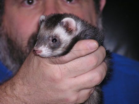 Lance the Ferret