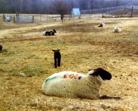 saul-1981-sheep