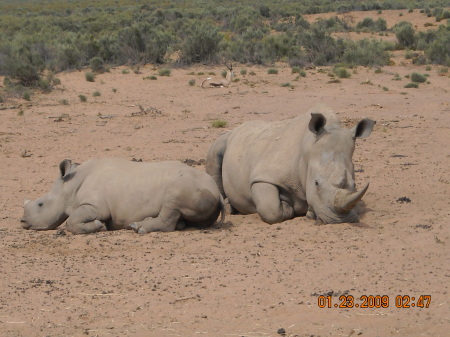 Rhinos 2