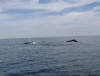 Whale Watch