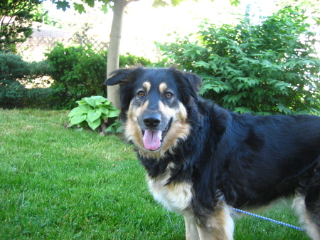 Our Border Collie - Hawleigh 3yrs old