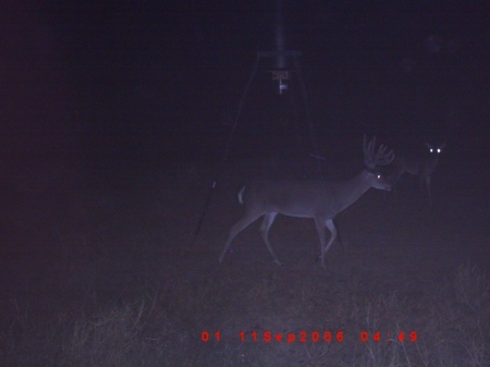 Back Yard Bucks