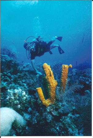 Grand Cayman diving.