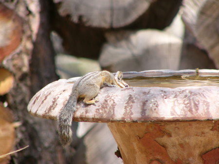 The Watering Hole