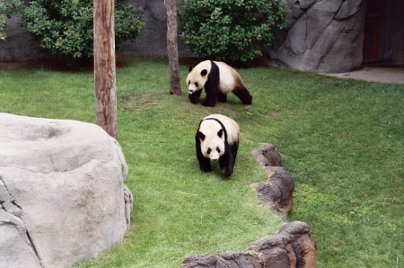 Pandas at Memphis Zoo