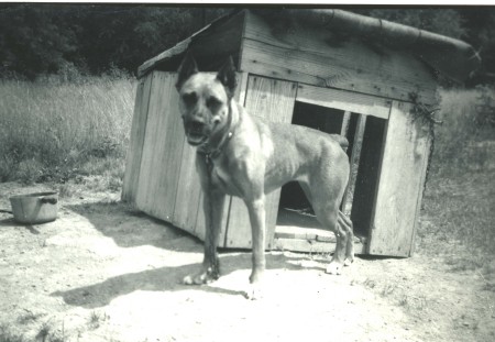 Dixie my first Dog