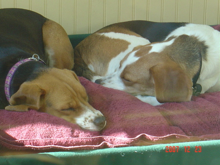 The Beagles, Miss Abby & Miss Daisy