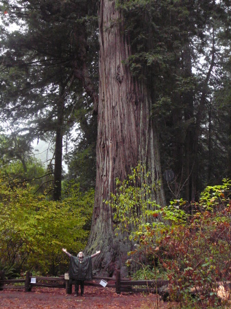 Gigantic Redwood Magic!
