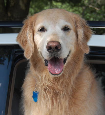 Snickers: Our "Golden Achiever"