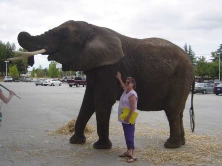 Having Fun with an Elephant