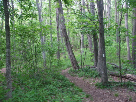 May 2008 AT Hiking (along the trail)