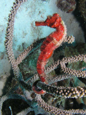 Seahorse-Bonaire-2007