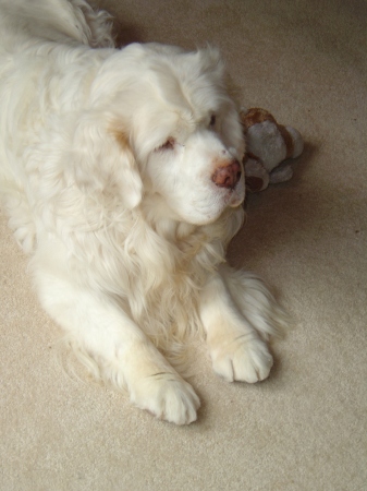 Andy - Clumber Spaniel