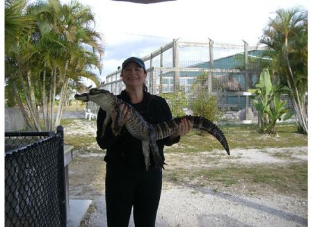 Alligator Alley, Everglades Florida