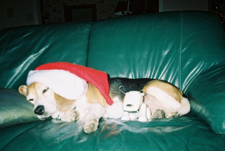 Santa doggy!