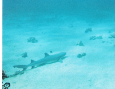 Diving in Hawaii