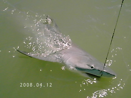 Black Tip Shark I caught