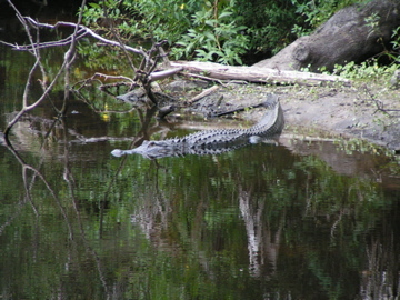 Gator at Myaka river St. park, Sarasota, Fl.