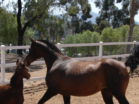 Deserata with her colt Khah Ter