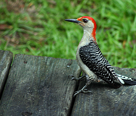 Red headed woodpecker