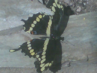 Swallowtail