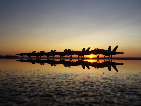 Shorebirds Roosting: 2008