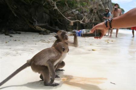Monkey Beach, Thailand, June 2007