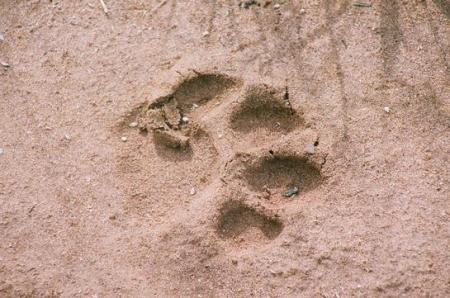 Lion paw print