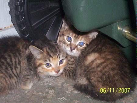 Newest kittens