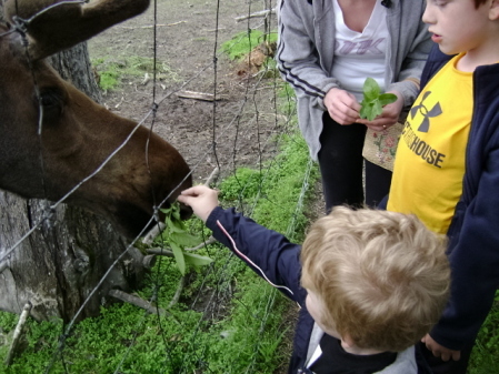 What little kid DOESN'T want to feed a moose????