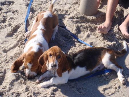 Starsky and Hutch Having a Ball at the Beach