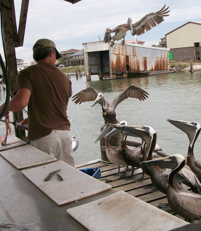 feeding some pelicans on the coast