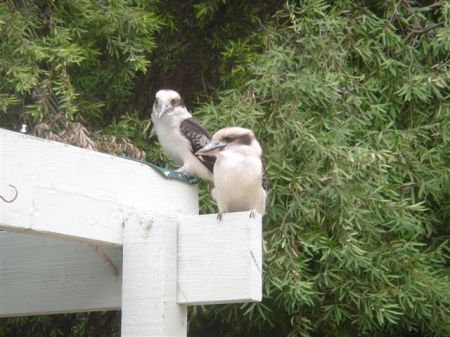 Kookaburras on the back porch at our house