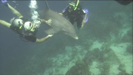 Diving with the dolphins in Curacao - July 2007