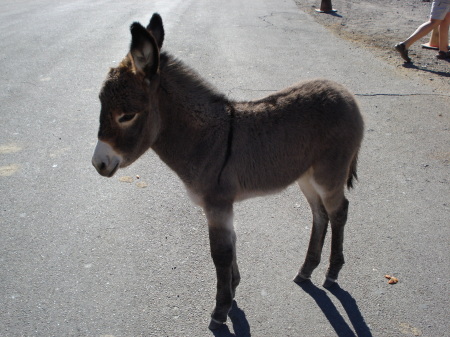 oatman 117