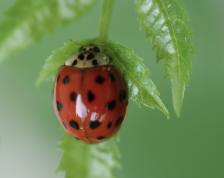 lady bug