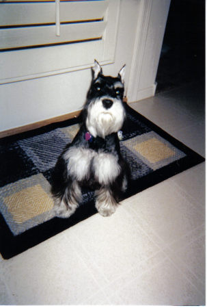 Our Spoiled Rotten Miniature Schnauzer, Rocky!