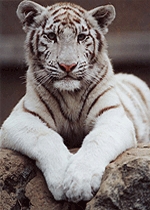 White Tiger