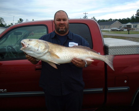 Gulf coast Redfish