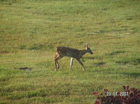 baby deer