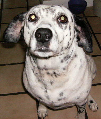 Sydney, our 6-year old dalmation mix