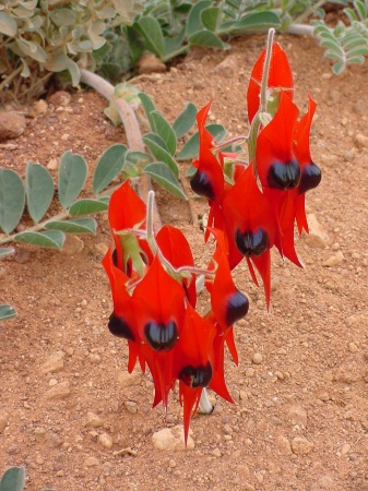 The Desert Sturt Pea which is our state flower and found growing wild in the outback.