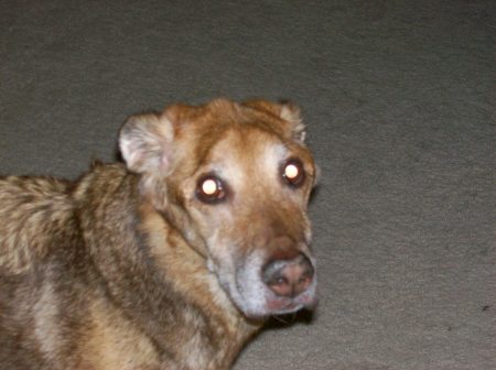 My dog Penny-she passed away this past October.