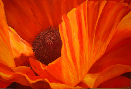 Oriental Poppy