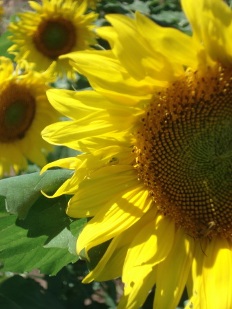 Kansas Sunflower