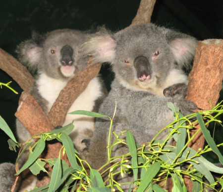 Koalas